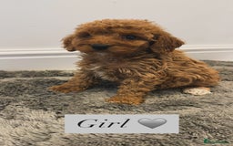 Cockapoo dogs for sale: Cockapoo puppies looking for homes 🏠  - Image 15