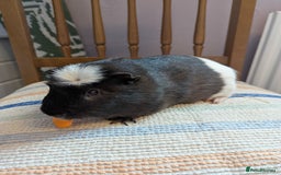 Guinea Pig rodents for sale: Guinea pigs looking for a home  - Image 4