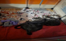 Domestic Shorthair cats for sale: Beautiful litter of kittens 3 x girls and 1 boy - Image 6