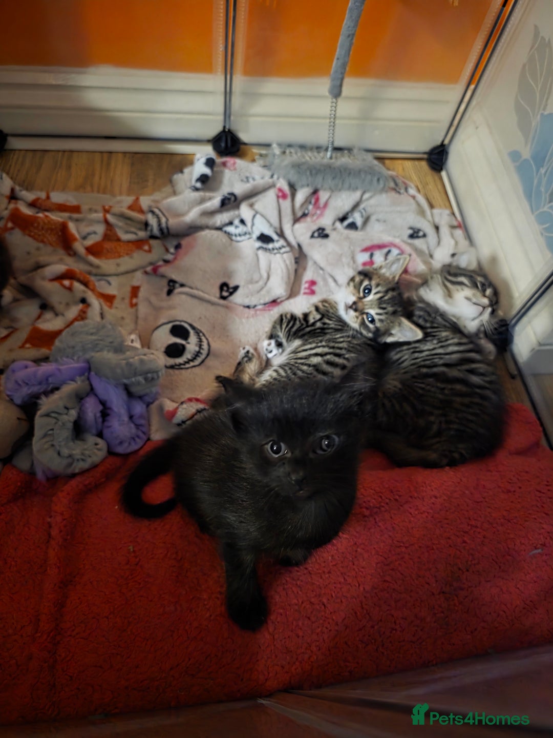 Domestic Shorthair cats for sale: Beautiful litter of kittens 3 x girls and 1 boy - Image 6