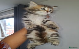 Ragdoll cats for sale: Kittens  - Image 11