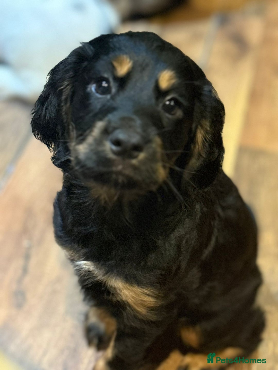 Cocker Spaniel dogs for sale: Last boy left !! working cocker spaniels - Advert 21