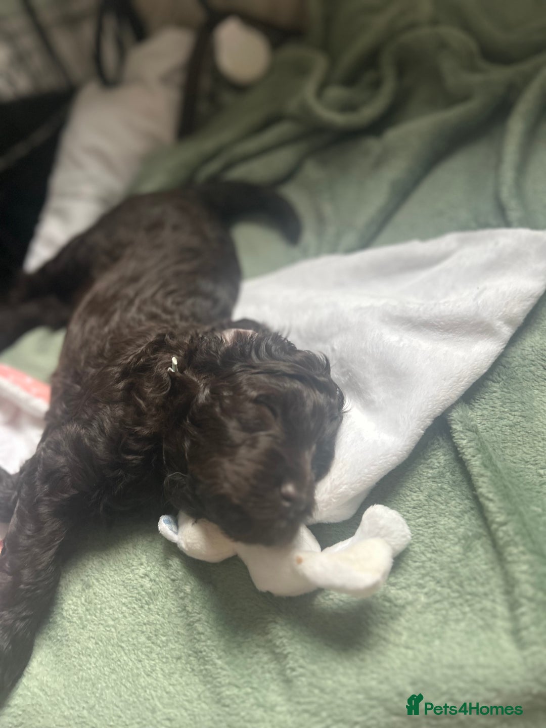 Cavapoo dogs for sale: ✨🌈 Rare Chocolate & Multicoloured Curly Cavapoos - Image 29