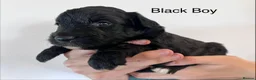 Mixed Breed dogs for sale: Lassie/Border Collie X Miniature Poodle - Advert 12