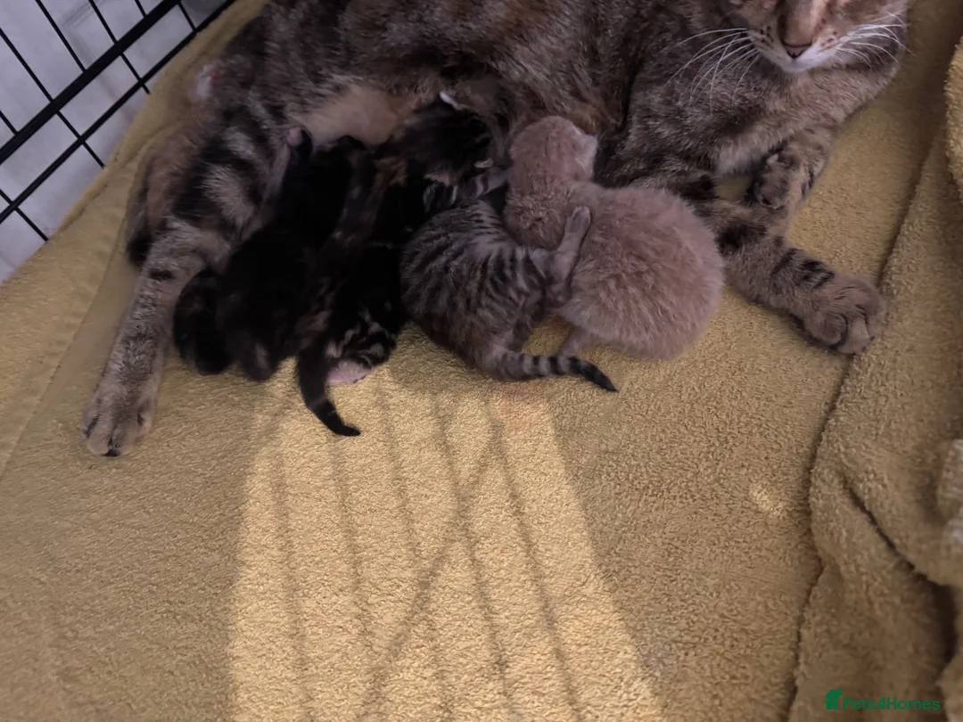 Mixed Breed cats for sale: American shorthair x bsh kittens please red descrp in Belvedere - Advert 1