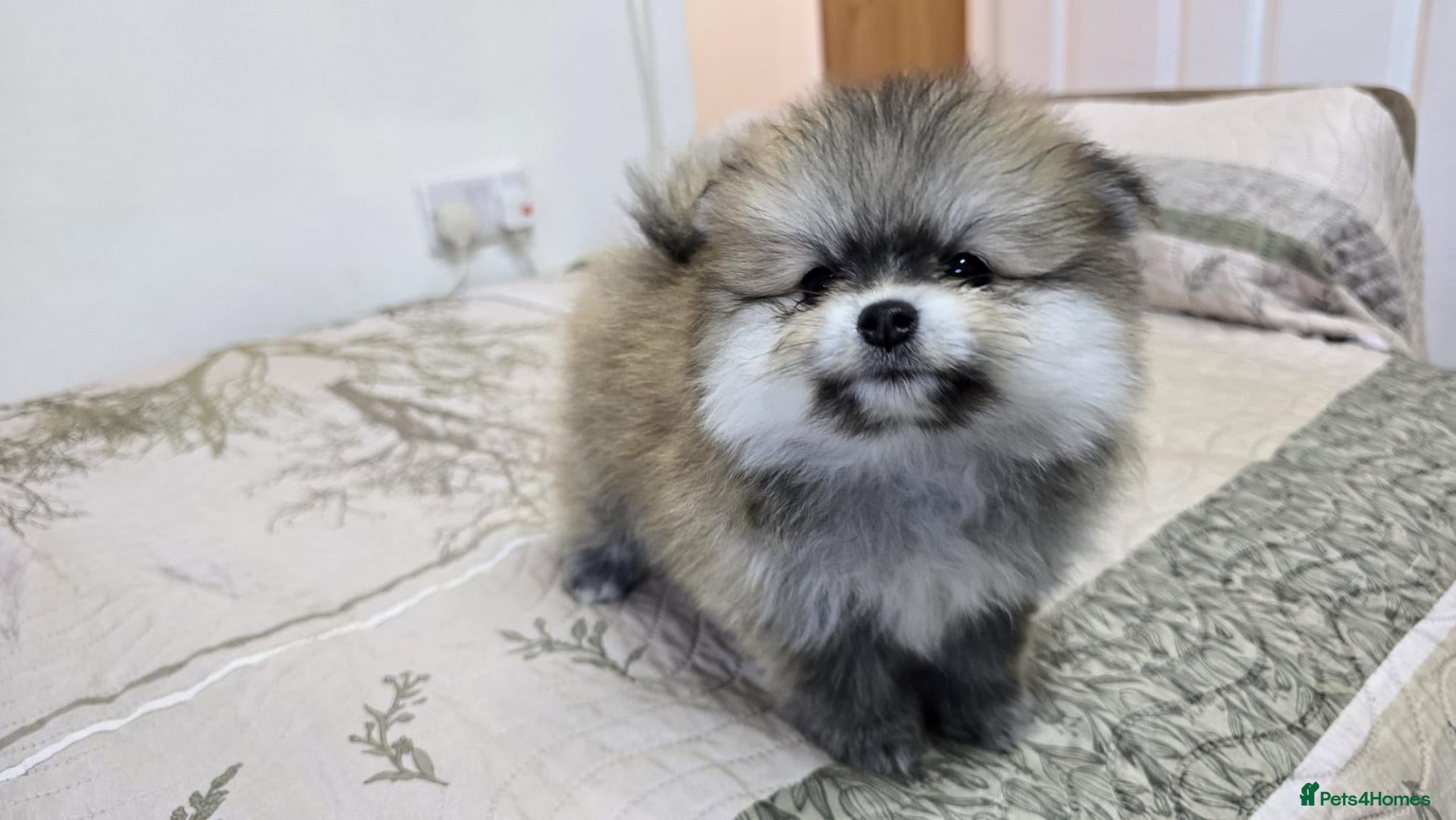Pomeranian dogs I Have 2 Pomeranian Puppies Read Description - Advert 3