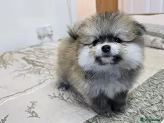 Pomeranian dogs I Have 2 Pomeranian Puppies Read Description - Advert 6