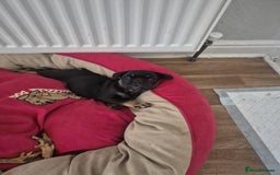 French Bulldog dogs for sale: French bulldog  puppies - Image 13