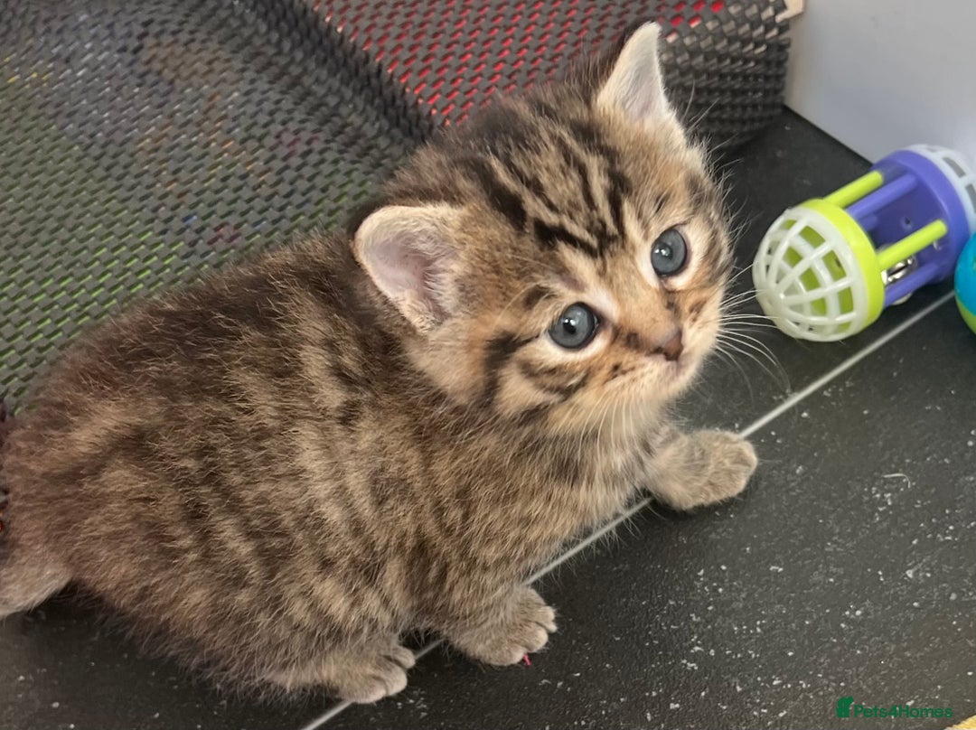 Mixed Breed cats for sale: CLEMENTINE’S CUTIES - (MUM with BENGAL)   - Advert 15