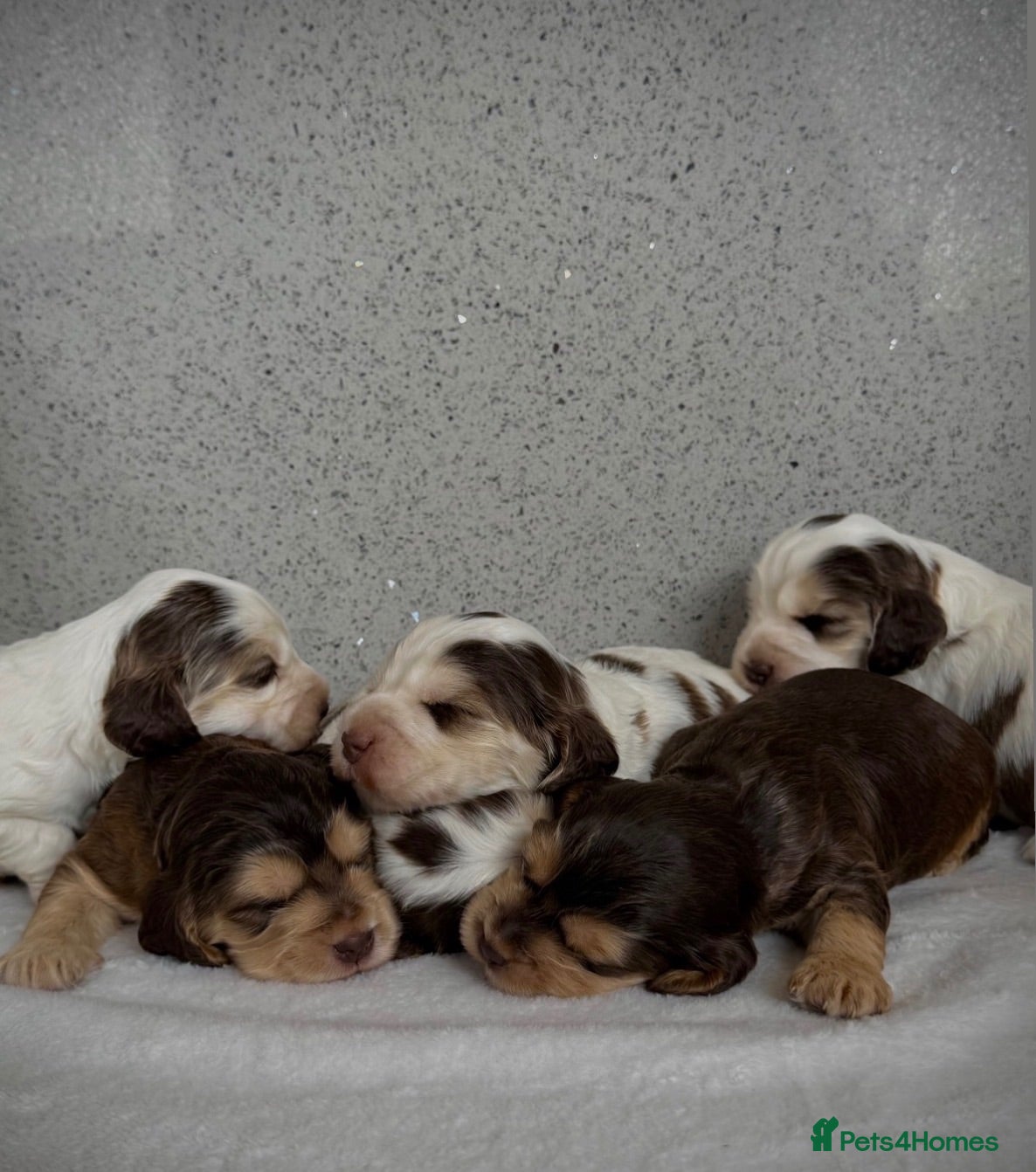 Cocker Spaniel dogs 🐾 SHOW COCKER SPANIEL PUPPIES FORSALE 🐾  - Advert 2