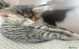 Domestic Shorthair cats for sale: For sell 3 beautifull kitten.Avalaible now Grays - Image 5
