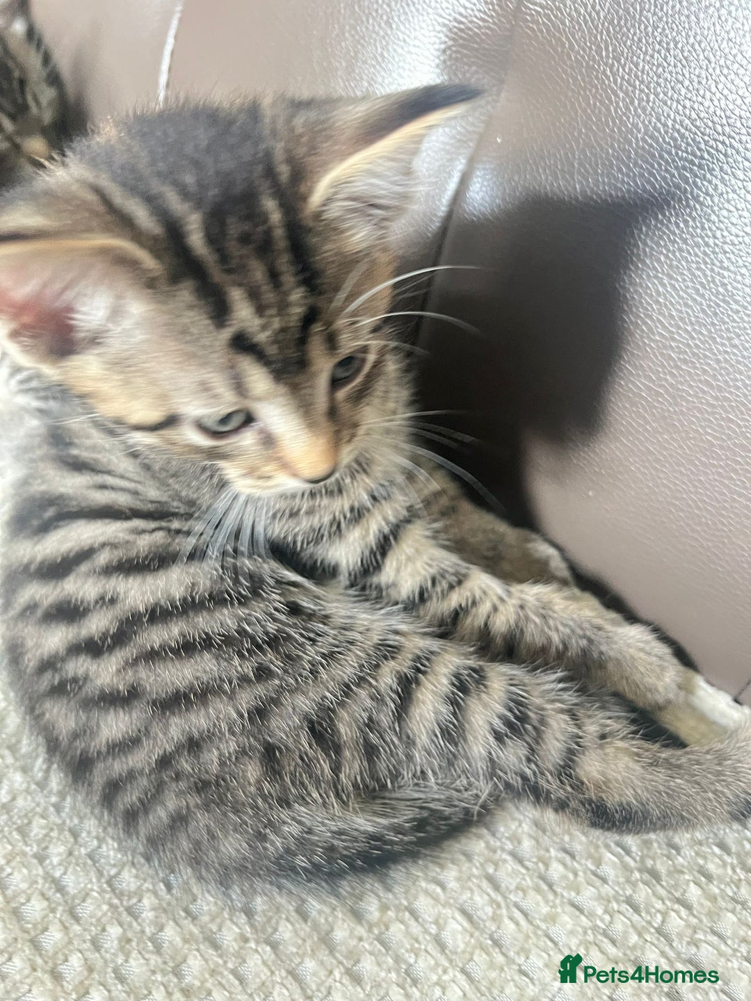 Domestic Shorthair cats for sale: For sell 3 beautifull kitten.Avalaible now Grays - Image 5