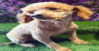 Miniature Poodle dogs - Advert 13