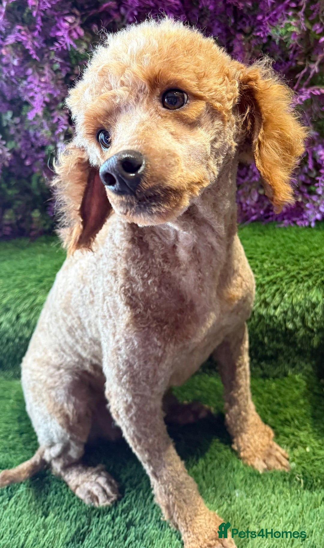Miniature Poodle dogs for sale: Adult mini poodle 💖 spayed  - Image 2