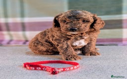 Cockapoo dogs for sale: F1B Cockapoo Puppies Ready for Their Forever Home. - Image 6