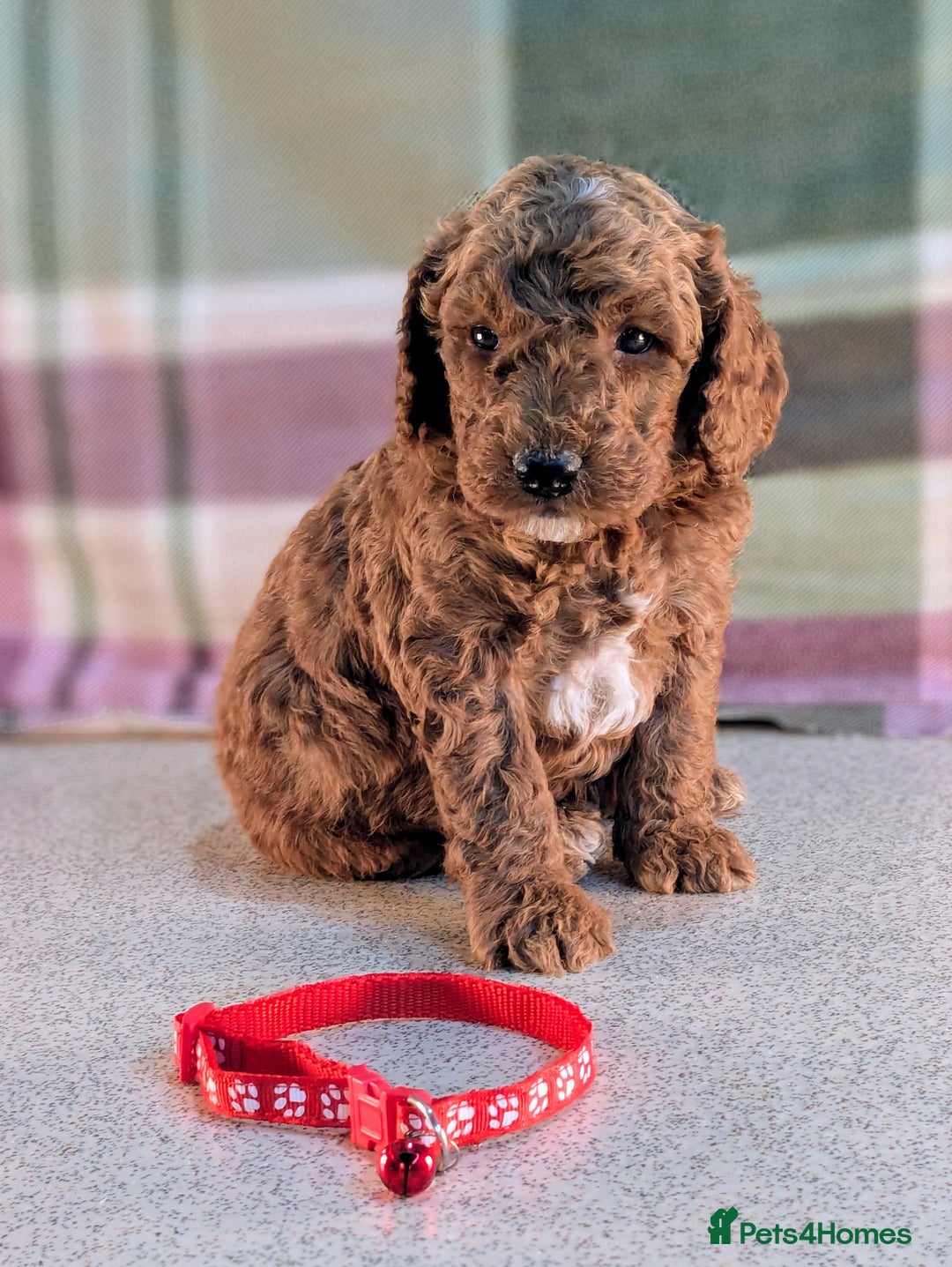 Cockapoo dogs for sale: F1B Cockapoo Puppies Ready for Their Forever Home. - Image 6