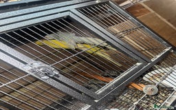 Ringnecks birds for sale: Pair ringneck - Advert 10