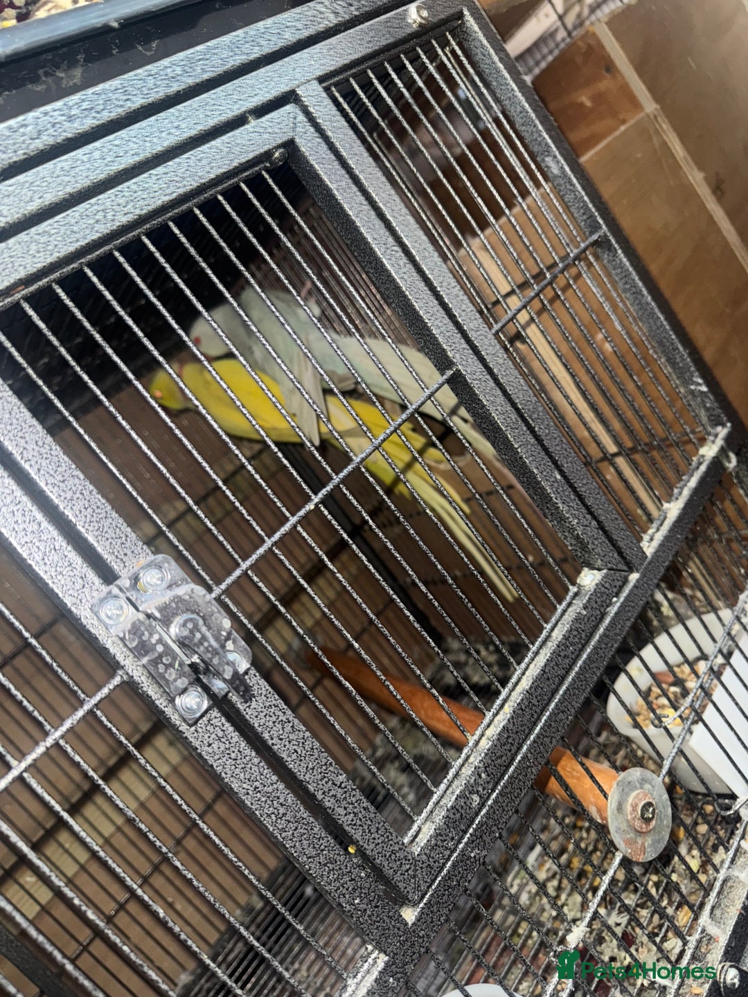 Ringnecks birds for sale: Pair ringneck - Advert 10