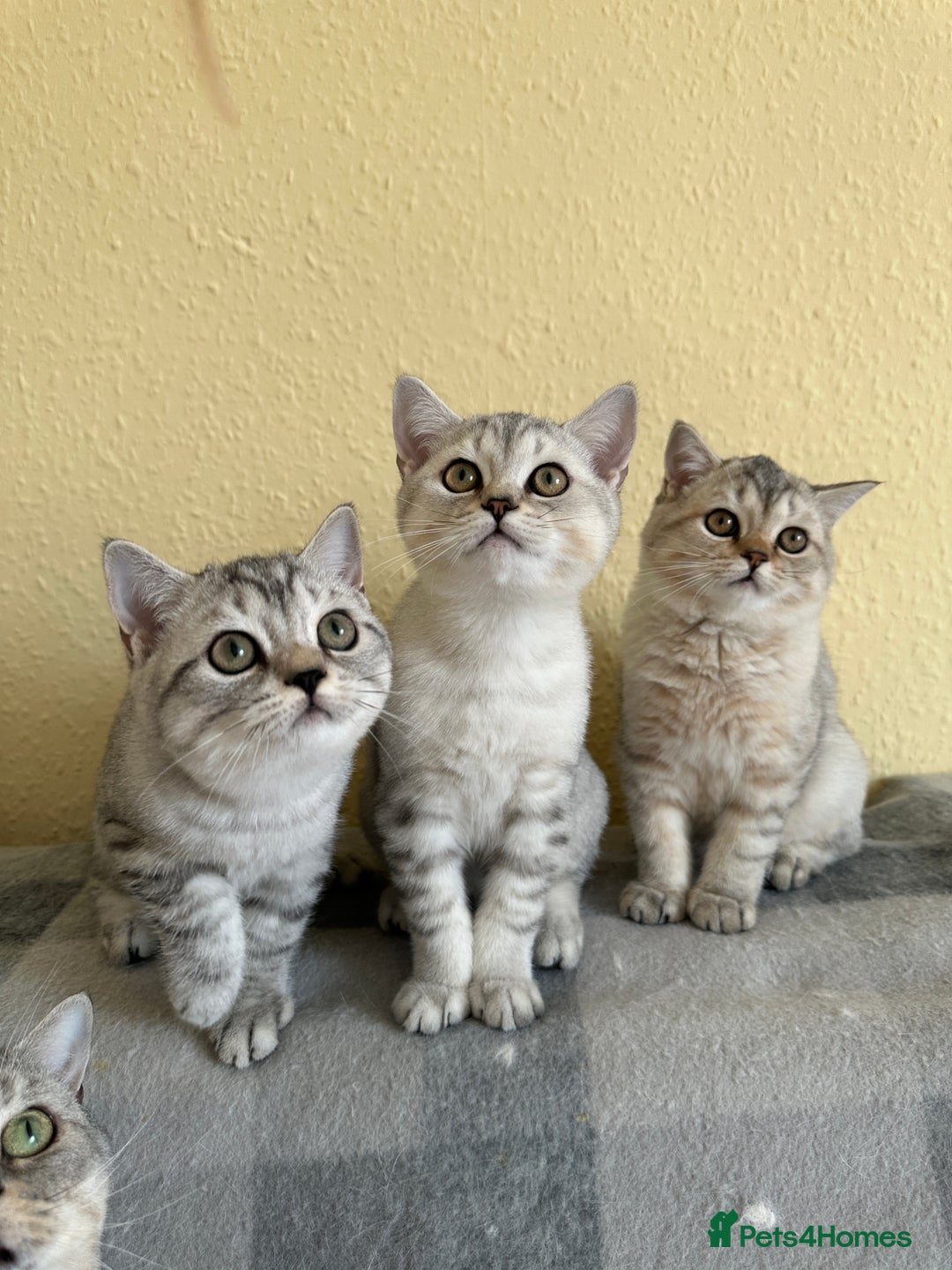 British Longhair cats for sale: Gorgeous British Longhair & Shorthair Kittens - Image 29