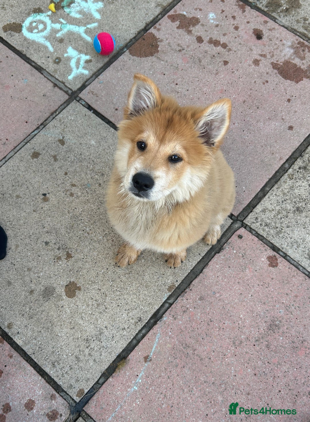 Mixed Breed dogs for sale: Chow X collie  - Image 4