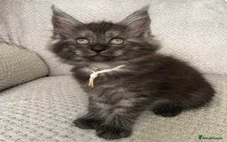Maine Coon cats for sale: MaineCoon Kittens Black Smoke 1 Boy & 2 Girls - Image 28