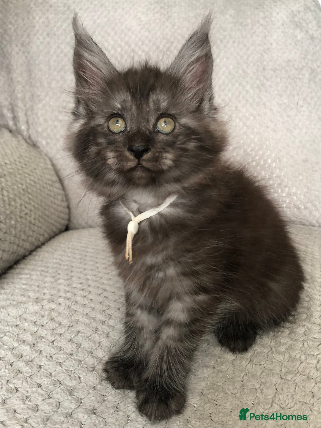 Maine Coon cats for sale: MaineCoon Kittens Black Smoke 1 Boy & 2 Girls - Image 28