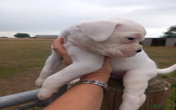 Boxer dogs for sale: Beautiful chunky Boxer puppies - Image 7