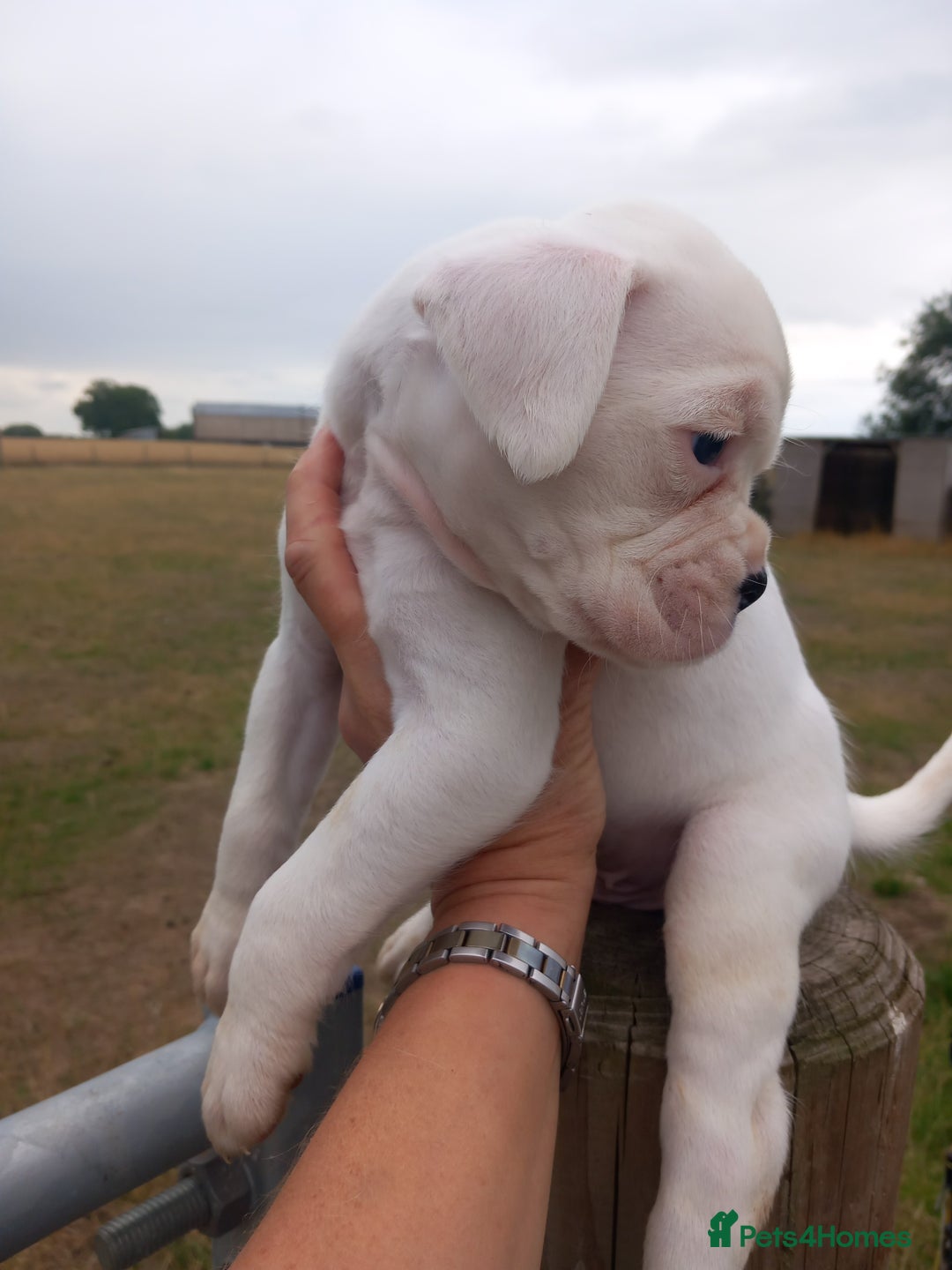Boxer dogs for sale: Beautiful chunky Boxer puppies - Image 7