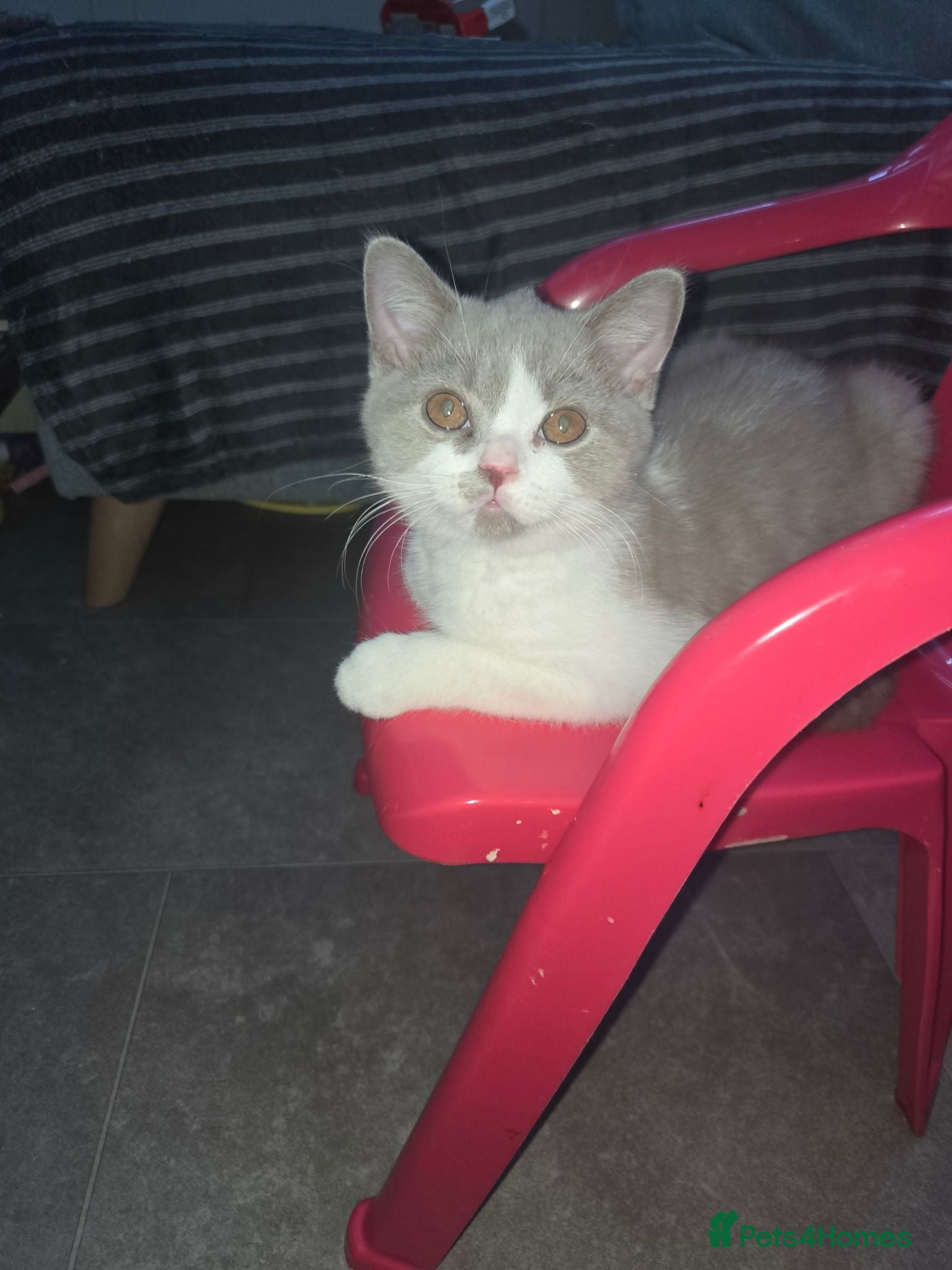 British Shorthair cats Olny 1 boy left ready now  - Advert 4
