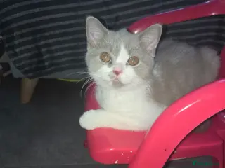 British Shorthair cats Olny 1 boy left ready now - Advert 4