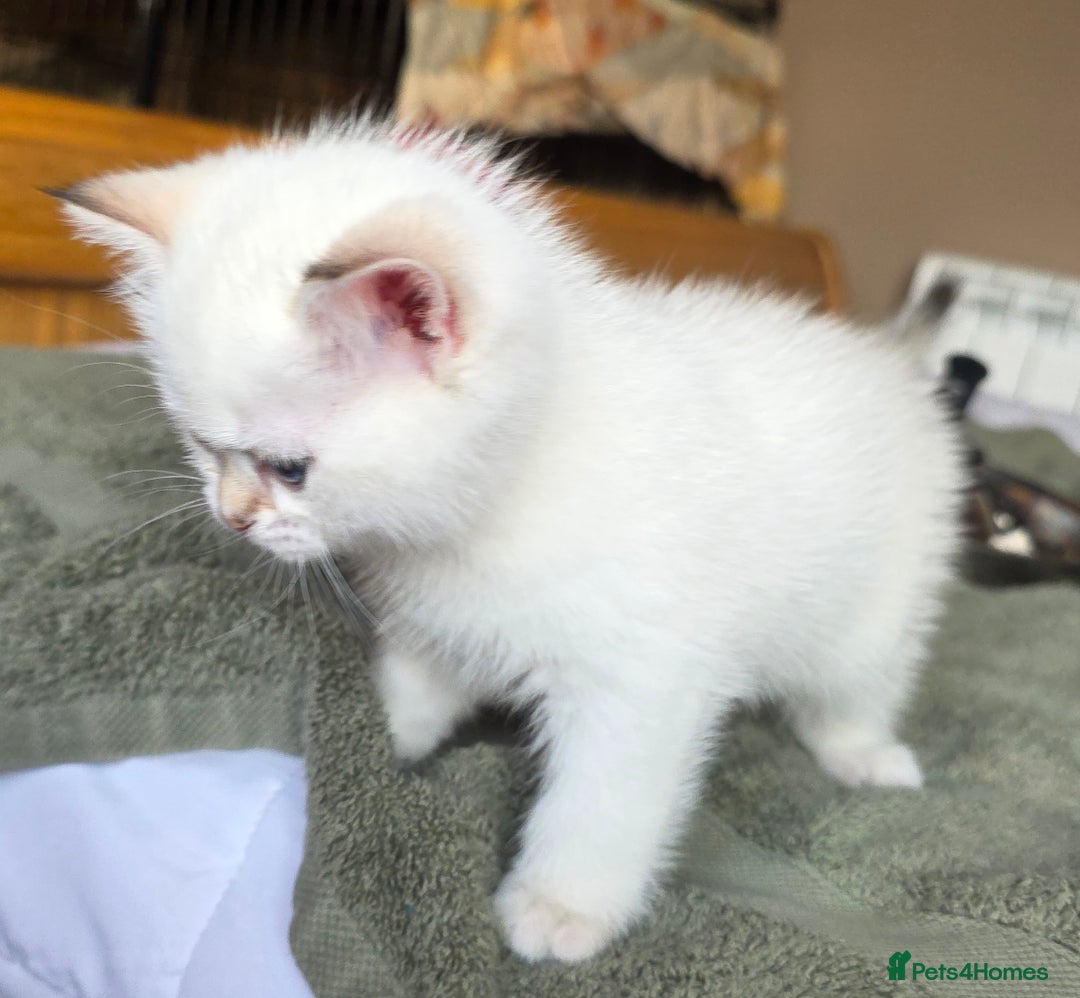 British Shorthair cats for sale: 1 TICA REG BSH GOLDEN COLOURPOINT POINT  - Image 11