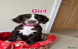 Cocker Spaniel dogs for sale: PUPPYS READY TO GO🐶🩷🩵 - Image 1