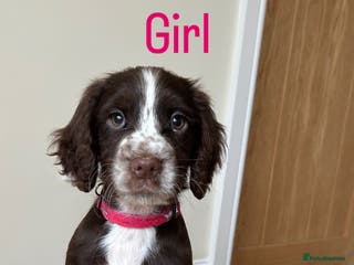 Cocker Spaniel dogs PUPPYS READY TO GO🐶🩷🩵 - Advert 11