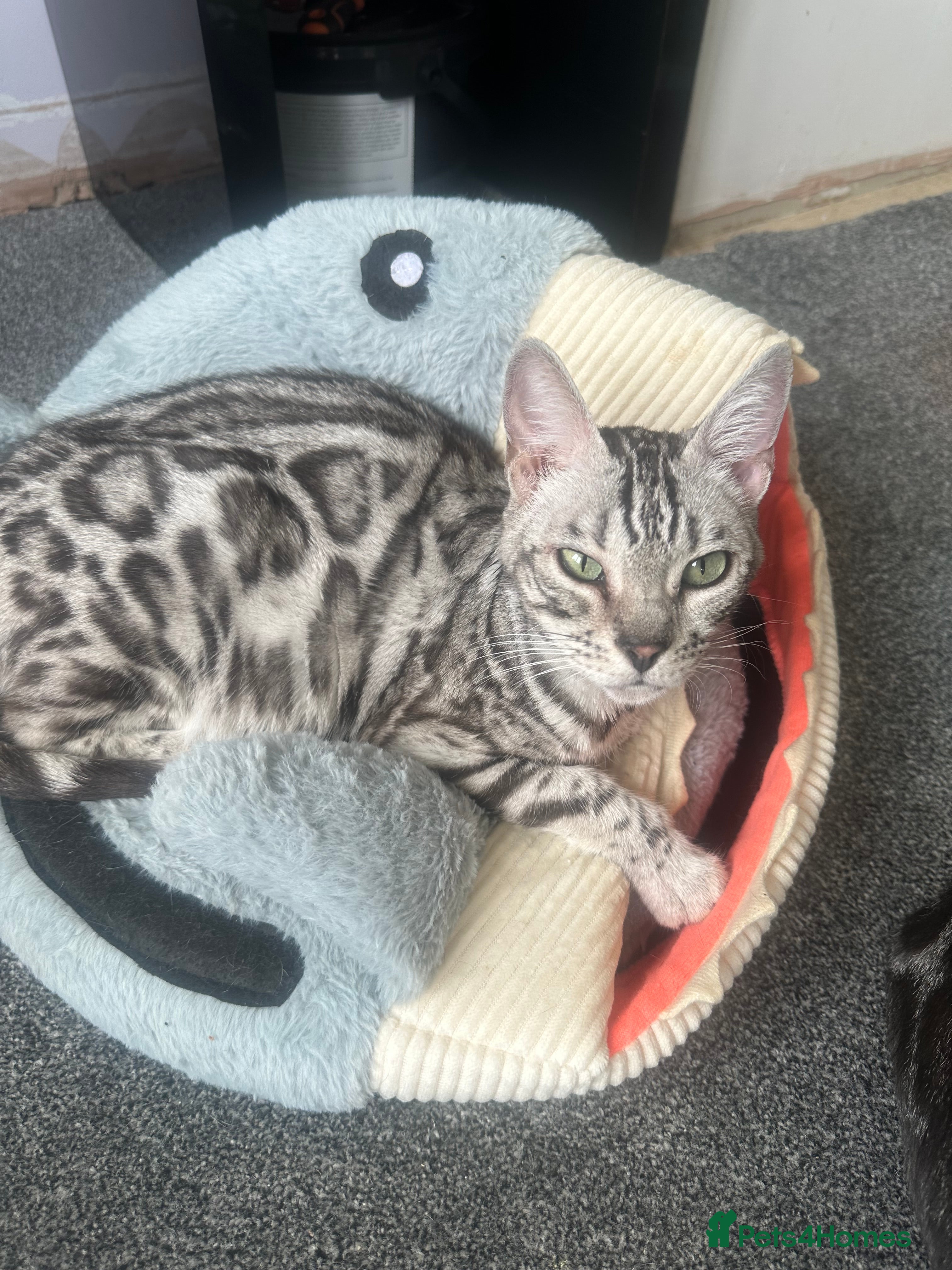 Bengal cats Retired breeding females - Advert 2