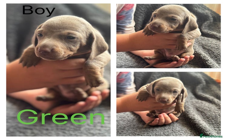 Dachshund dogs - Advert 3
