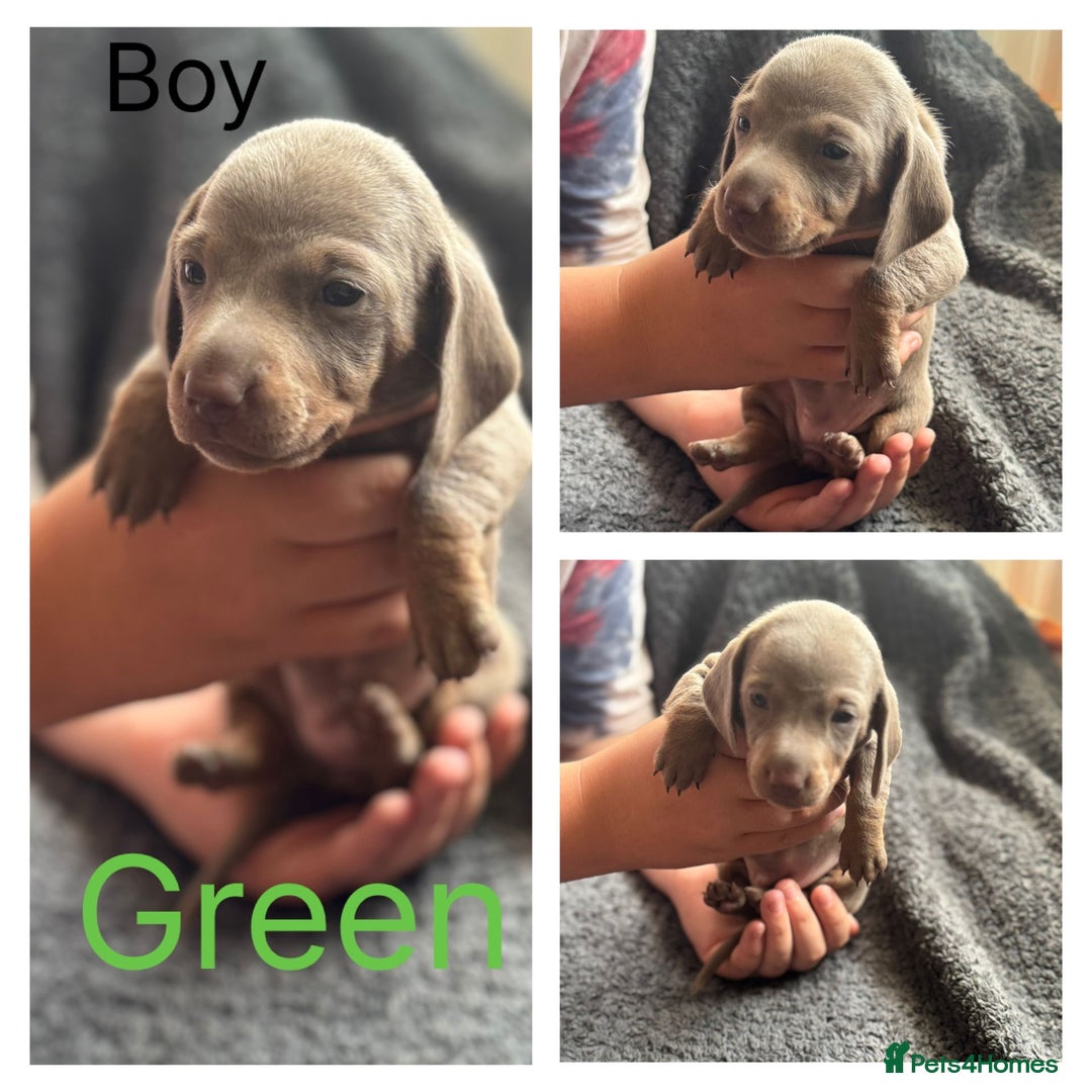 Dachshund dogs for sale: Beautiful dachshund puppies  - Image 18