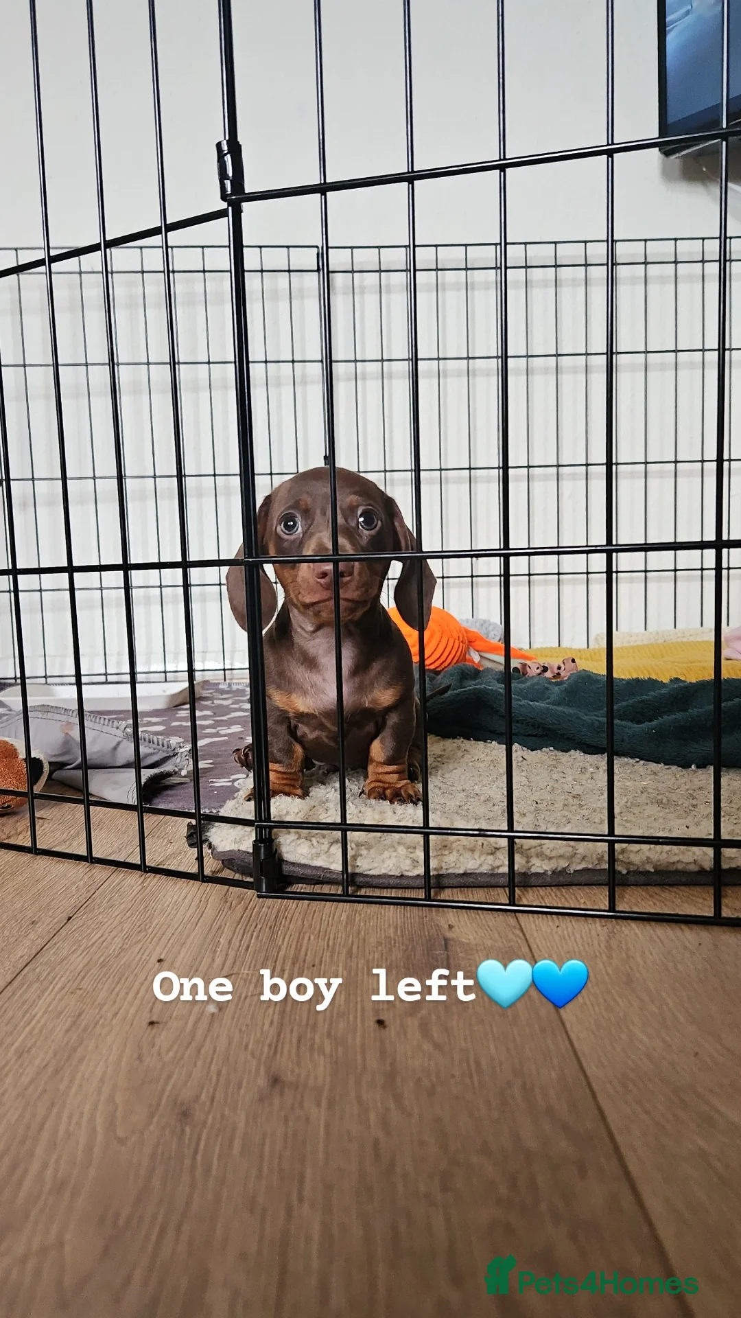 Miniature Dachshund dogs for sale: Pedigree miniature dachshund puppies - Advert 6