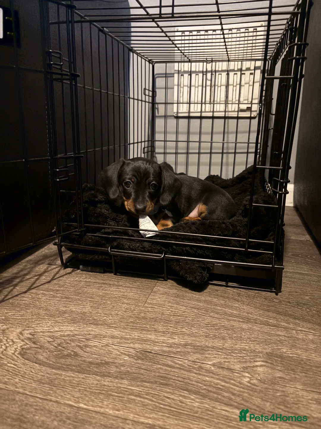 Miniature Dachshund dogs for sale: Miniature dachshund boy - Advert 3