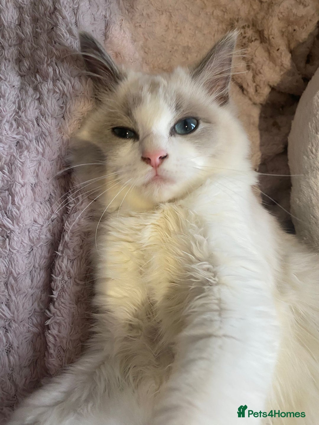 Ragdoll cats for sale: Last two siblings to go cheribim Ragdolls - Advert 3