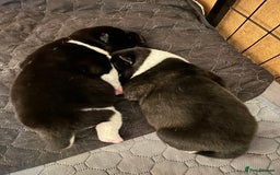 Akita dogs for sale: Akita Puppies for Sale - Advert 25