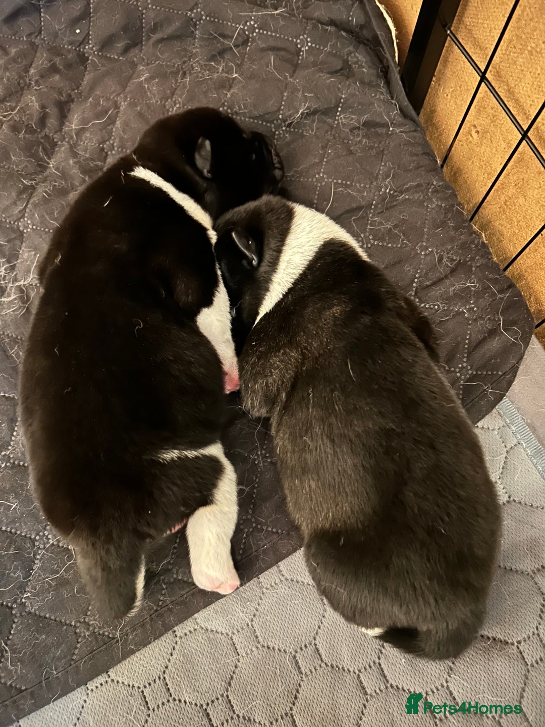 Akita dogs for sale: Akita Puppies for Sale - Advert 25