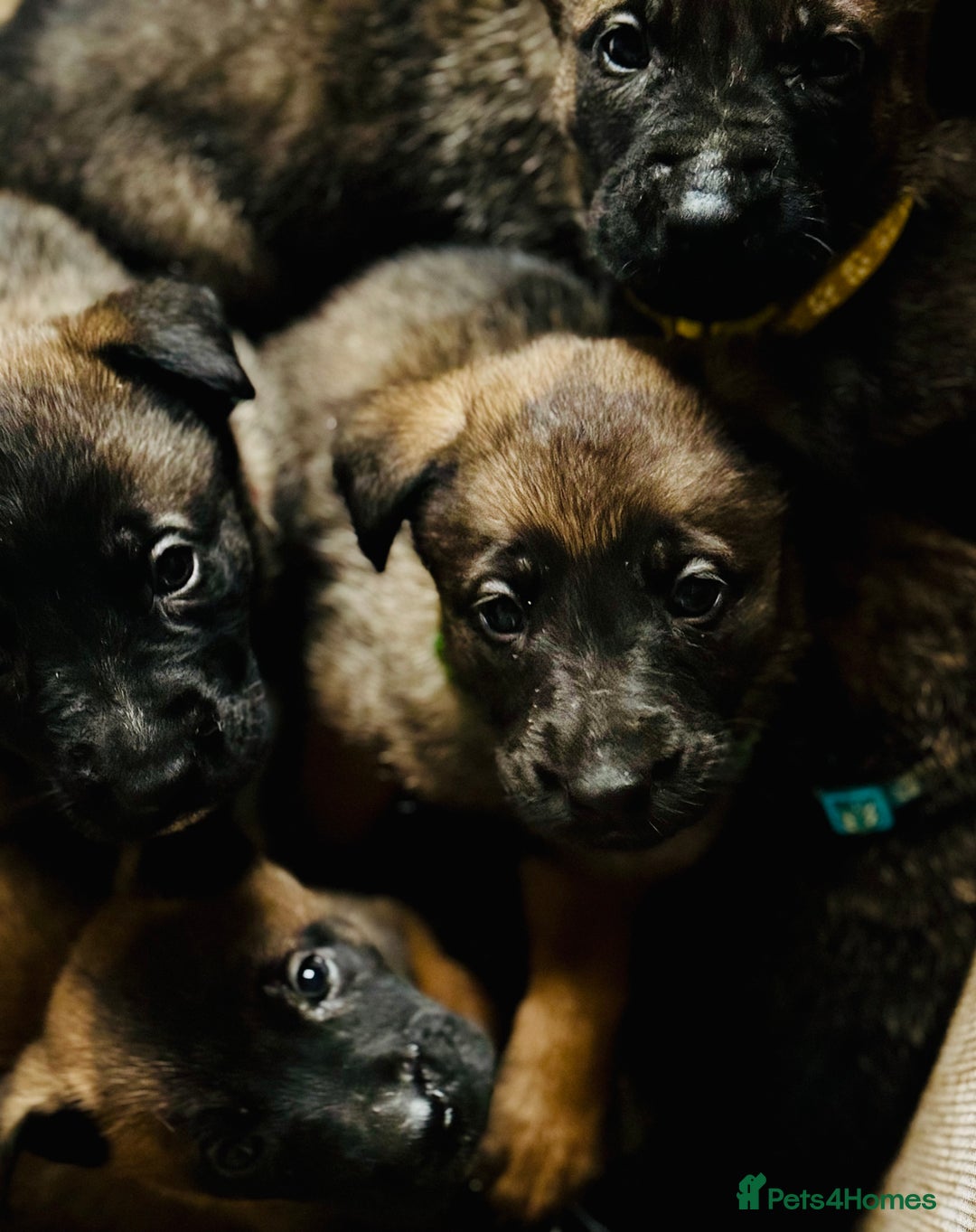 Belgian Shepherd Dog dogs for sale: Skye x Nines very last litter ever! 3B &7G  - Image 21