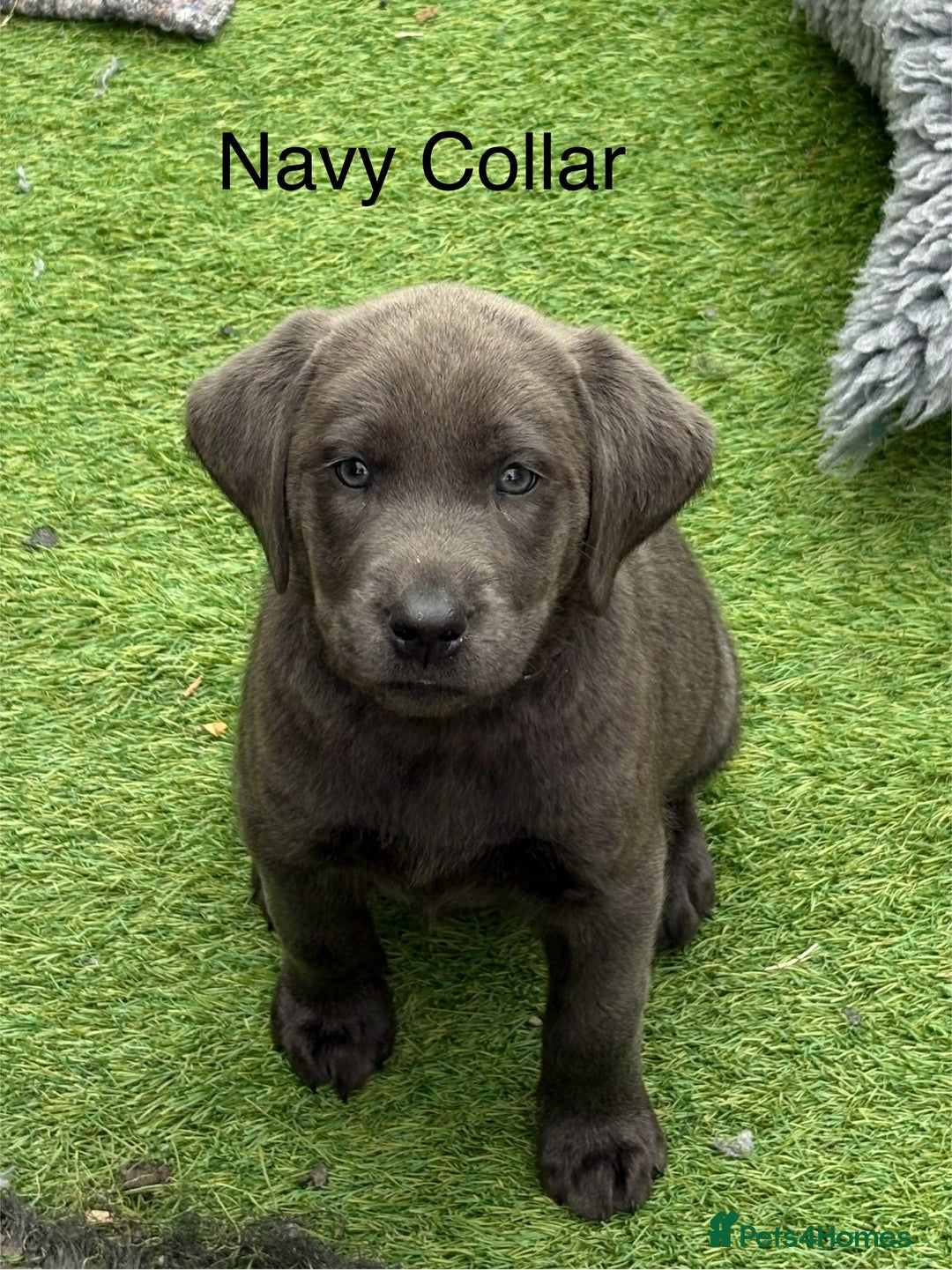Labrador Retriever dogs for sale: KC Silver, Charcoal & Black Labs for sale - Image 7