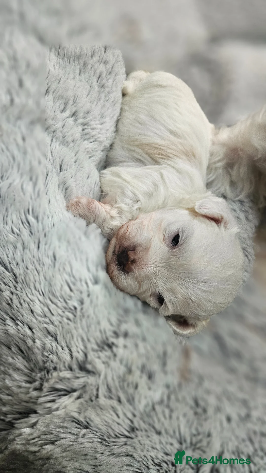 Mixed Breed dogs for sale: Bichon and Maltese mix - Advert 3
