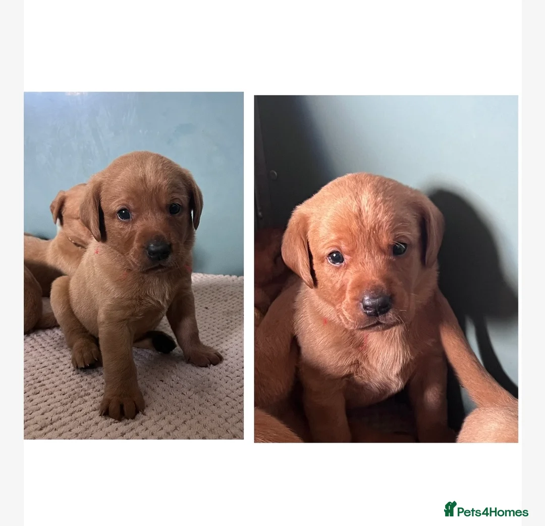 Labrador Retriever dogs for sale: SUPER DARK FOX RED PUPS FROM HEALTH TESTED PARENTS - Advert 2