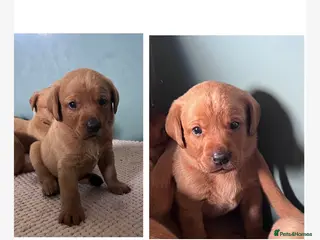 Labrador Retriever dogs SUPER DARK FOX RED PUPS FROM HEALTH TESTED PARENTS - Advert 15