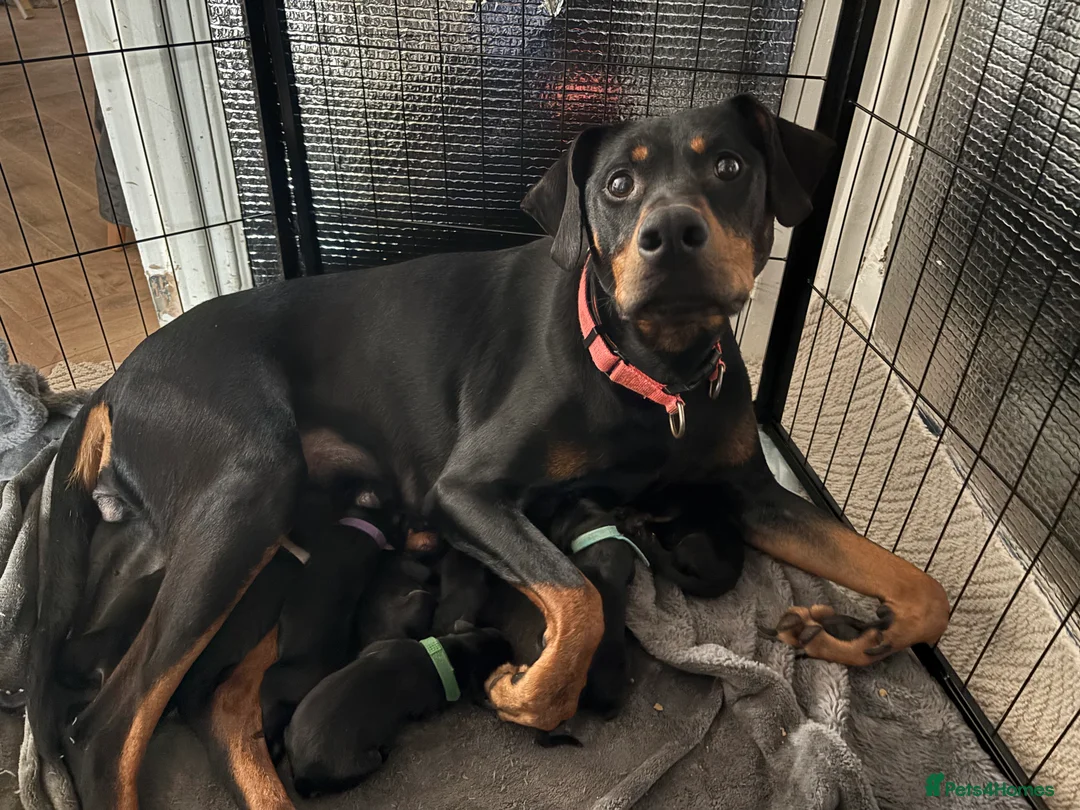 Dobermann dogs for sale: Doberman puppies in Liverpool - Advert 2