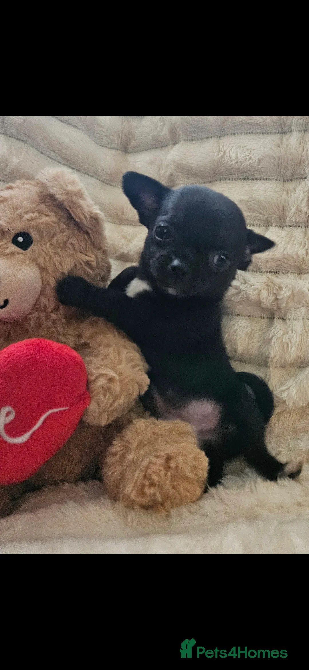Chihuahua dogs for sale: Stunning chihuahua puppies  - Advert 2
