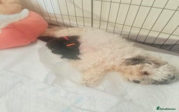 Cockapoo dogs for sale: Female f1b cockapoo puppies - Image 7