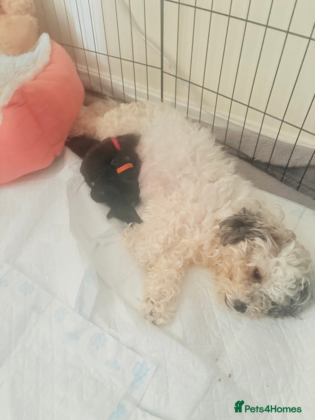 Cockapoo dogs for sale: Female f1b cockapoo puppies - Image 7